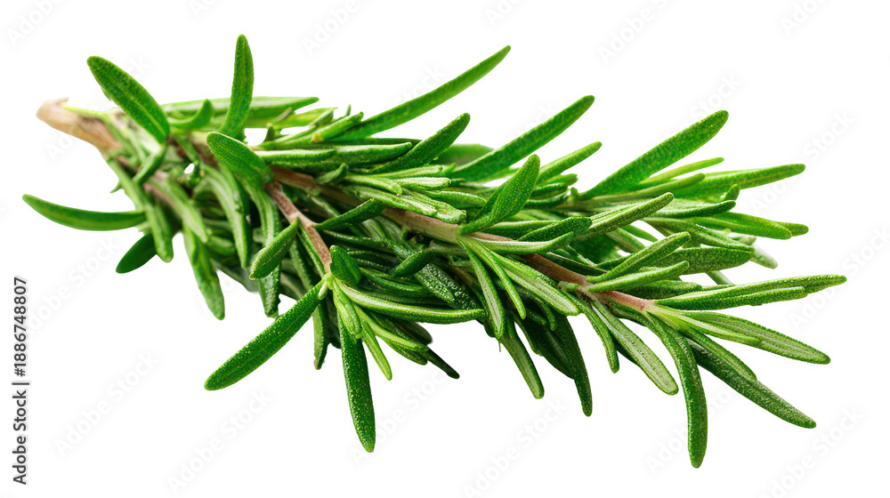 Fototapeta premium Fresh rosemary sprig isolated on transparent background