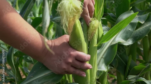 Close up of female farmer hands picking corn cob and peeling husk to inspect ripeness. Woman agronomist checking quality of harvest in the field