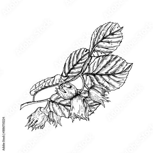 Forest hazelnut branch with nuts and leaves monochrome vector illustration. Black and white etching drawing of ripening hazelnuts. Plant twig for product label design, menu, book