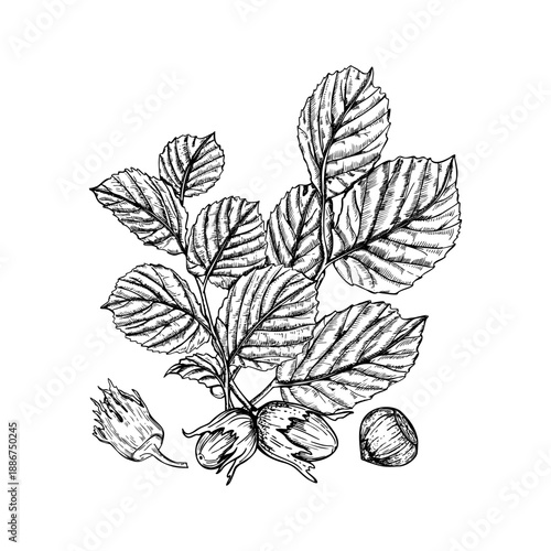 Hazel tree branch bouquet with ripe nuts and foliage vector isolated illustration. Autumn forest harvest etching drawing. Hand drawn hazelnut pods with leaves composition. For print, label, poster.