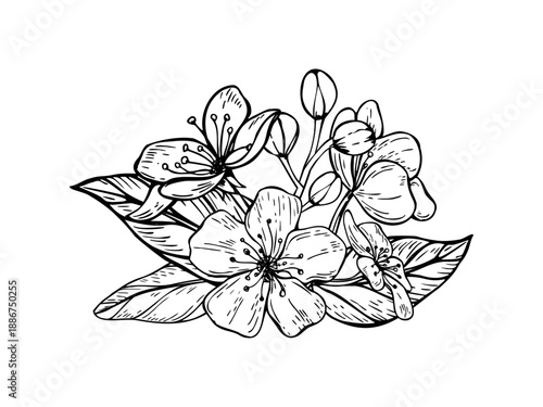 Spring peach, almond or apricot blossom bouquet vector isolated illustration. Monochrome Sakura flowers and leaves etching drawing. For wedding stationery, greeting cards, posters