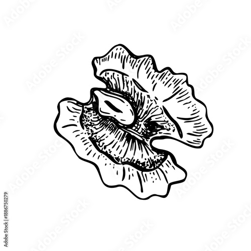 Peeled halved walnut kernel monochrome vector line art black ink sketch. Single dried nut slice etching drawing. Top view. Hand drawn piece for food packaging, culinary recipes