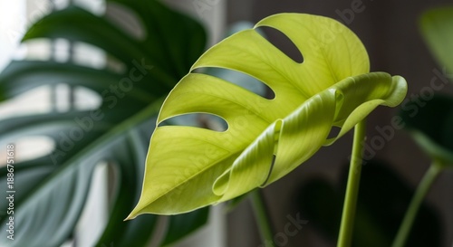 Monstera leaf with natural light highlighting its vibrant green color  
