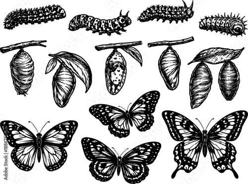 Butterfly Life Cycle Evolution Set, Caterpillar Chrysalis and Butterfly Stages, Black and White Engraving Illustration