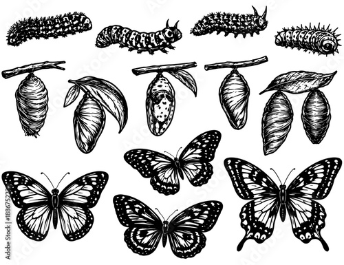 Butterfly Life Cycle Evolution Set, Caterpillar Chrysalis and Butterfly Stages, Black and White Engraving Illustration
