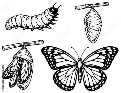 Butterfly Life Cycle Stages Line Art Set for Cricut Cutting, Caterpillar Chrysalis and Butterfly Black and White Vector Cut File