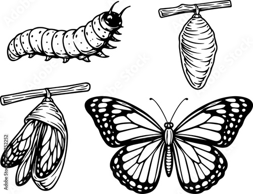 Butterfly Life Cycle Stages Line Art Set for Cricut Cutting, Caterpillar Chrysalis and Butterfly Black and White Vector Cut File