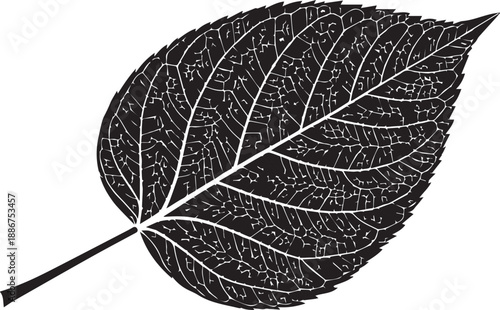 Highly detailed large leaf silhouette showing complex vein structure vector illustration biology concept