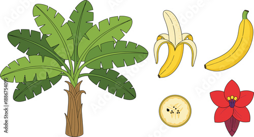 Banana tree and fruit vector set with leaves flower whole sliced banana elements isolated