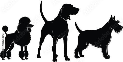 Three dog breed silhouettes showing Poodle Bloodhound and Scottish Terrier profiles, highlighting breed diversity, grooming styles, size contrast, and canine silhouette design