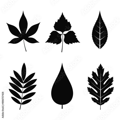 Collection of various leaf silhouettes on for design and decoration purposes easily