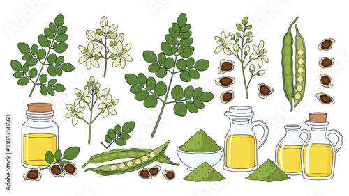 A detailed botanical collection of moringa plant elements including leaves, flowers, seeds, pods, powder, and essential oil.