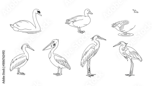 Feathered Friends: A collection of meticulously detailed illustrations showcase the beauty of various avian species, each one rendered with delicate precision.