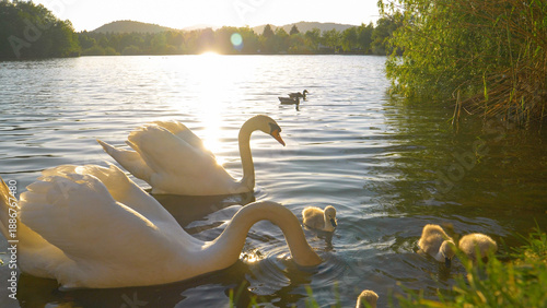 Tableau sur toile CLOSE UP: Cob and pen protecting offspring feeding by the lake shore at sunrise