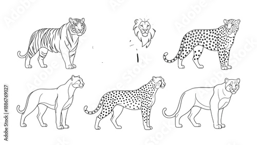 Tiger and Cheetahs Sketch: Detailed sketches of majestic big cats, the tiger and cheetah, meticulously drawn with intricate details capturing their unique features and powerful presence.