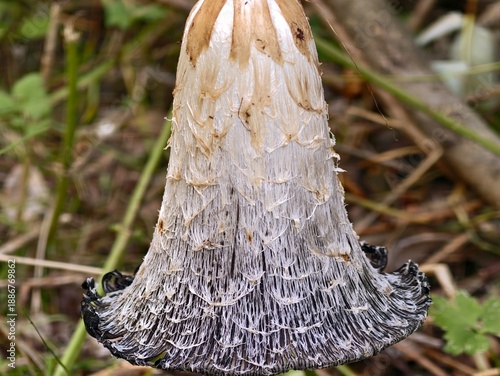Фотография closeup of mushroom decomposition detail, study capturing rotting process of fun