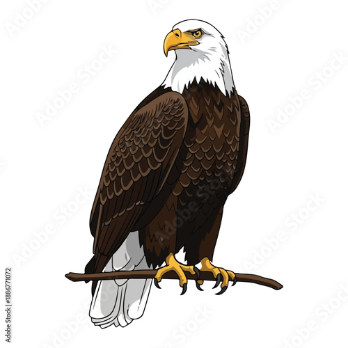Bald eagle vector illustration perched on branch against white background design