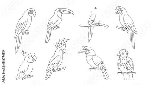 Exotic Birds Collection: A meticulously curated illustration showcasing a collection of unique bird species, each exquisitely detailed and drawn, displaying a variety of shapes and sizes. 