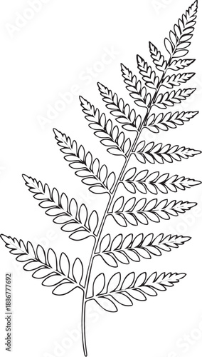 Fern leaf outline – Delicate botanical line art vector illustration