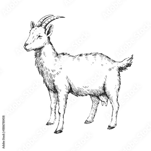 Farm goat vector sketch. Hand-drawn dairy animal for organic milk label. Vintage livestock portrait for artisan cheese branding.
