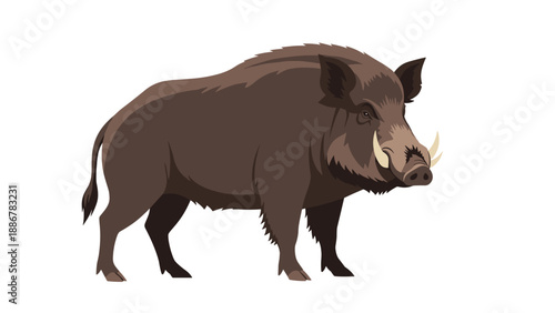 Powerful wild boar with large tusks standing on a white background symbolizing wildlife nature and forest strength.
