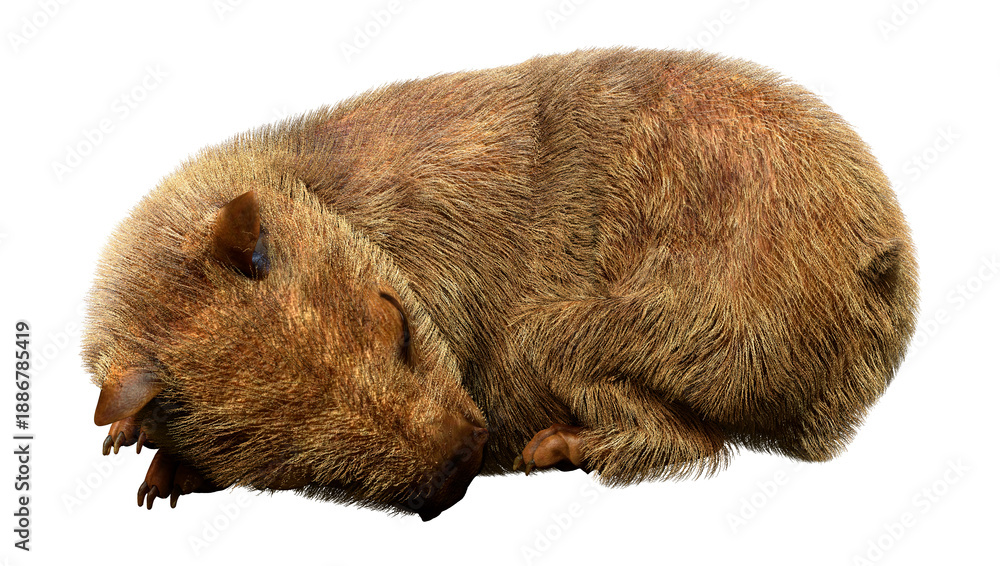 Fototapeta premium 3D Rendering Capybara on White