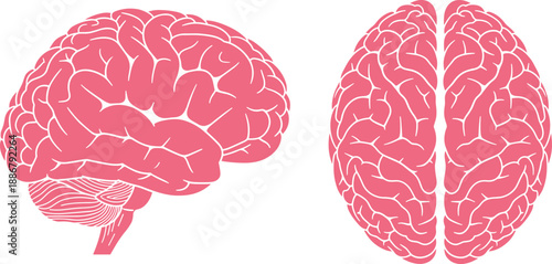 Human brain anatomy illustration showing side and top views isolated on white background for medical education, neuroscience study, healthcare design