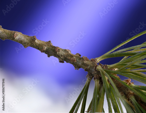 Pine Branch Silhouette Against Blue Sky Background.