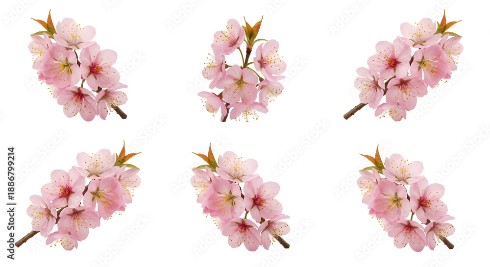 custom made wallpaper toronto digitalSix Delicate Pink Cherry Blossom Sprigs with Green Leaves and Brown Stems Arranged in a Grid Against a Transparent Background with Soft Natural