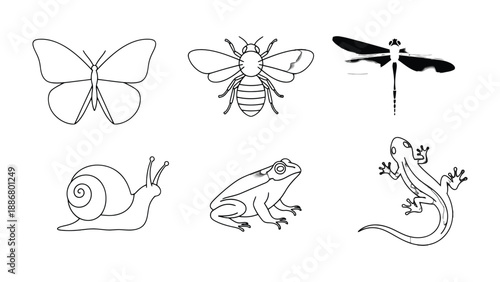 Insect Outline Art: A collection of meticulously drawn outlines of insects, capturing the essence of each creature, from butterfly to dragonfly, snail to frog. 