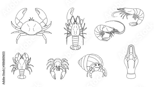 Marine Life Illustrations: A collection of meticulously crafted illustrations of various aquatic creatures, offering a glimpse into the diverse world of marine fauna.