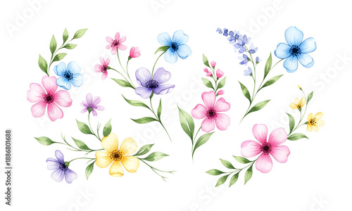 colorful wildflower illustration
