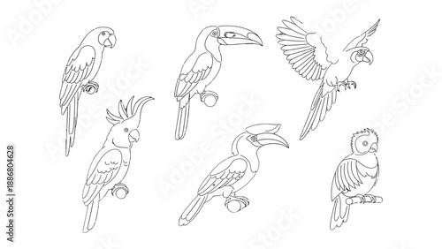Bird Variety: An artistic display showcasing diverse bird species, each delicately rendered with intricate line work, providing a charming illustration of avian life.
