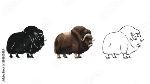 Set of three musk ox illustrations in black silhouette, realistic color, and outline styles