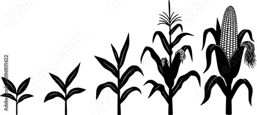 Corn plant growth stages illustration with leaves and cob on transparent background silhouette

