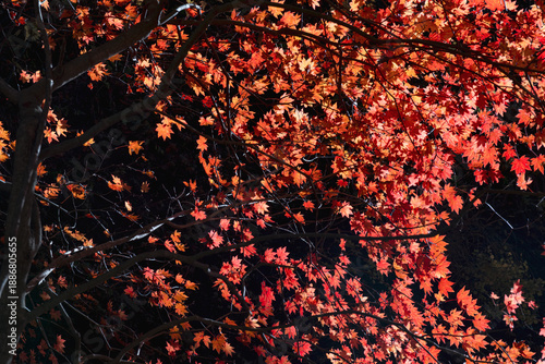 日本の秋の風景