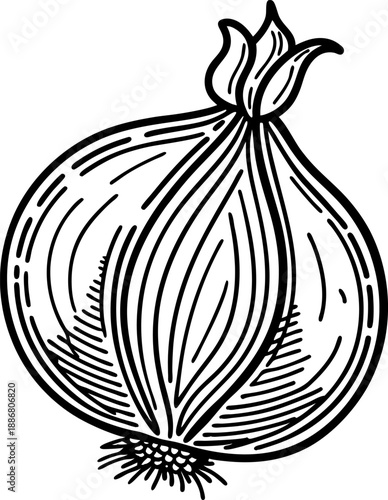 hand drawn onion illustration with detailed lines and shading, vegetable botanical sketch