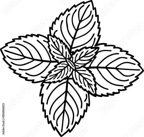 outline drawing of fresh mint leaves with detailed veins and serrated edges