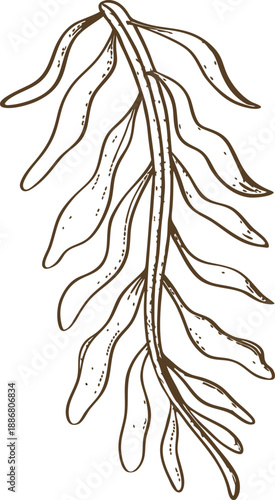 seaweed branch illustration hand drawn marine algae sketch with elongated leaves