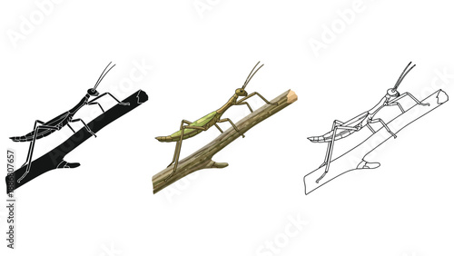 Set of three stick insect illustrations on a branch in black silhouette, color, and line art styles