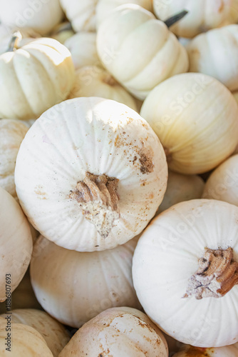 particular white pumpkins