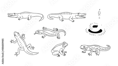 Reptile and Amphibian Illustrations: A set of detailed, black and white illustrations of various reptiles and amphibians. The image is an informative study of different species.