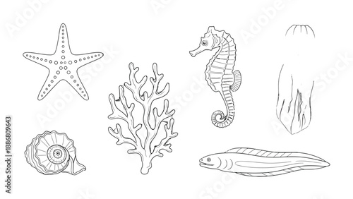 Ocean Creatures Line Art: Delicate line art brings to life a selection of marine creatures, showcasing the elegance of the ocean's inhabitants, perfect for design and education.