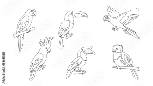 Tropical Bird Collection: This image depicts a collection of intricate line drawings of several tropical birds, with a variety of species. Illustrative art showcasing the beauty of the aviary.