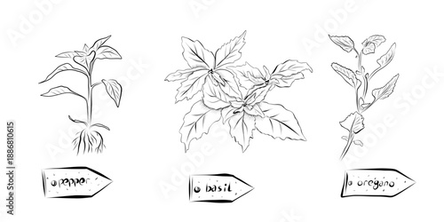 Outline drawing of plants with labels pepper, basil, oregano.