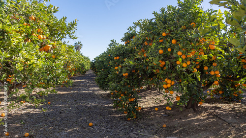 A sunlit orange grove in Spain with numerous ripe oranges on the trees, commercial citrus production, eco-friendly fruit farming in sunny, mild Mediterranean winter climate