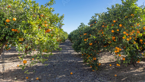 A sunlit orange grove in Spain with numerous ripe oranges on the trees, commercial citrus production, eco-friendly fruit farming in sunny, mild Mediterranean winter climate
