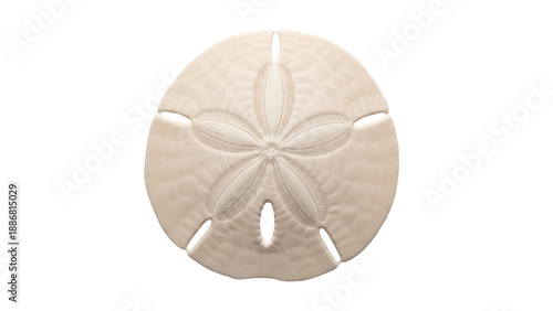 Isolated sand dollar with five-petal pattern, beige color, close-up, natural object, beach find