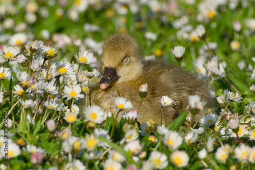 Valokuva Greylag goose gosling sleeping in wildflower meadow with blurred background