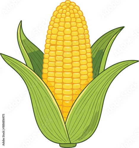 Vector illustration of a fresh yellow corn on the cob with green husks, organic sweet corn vegetable isolated on white,